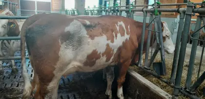 Bio-FL-Jungkühe