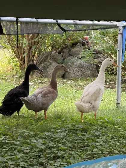 Laufenten