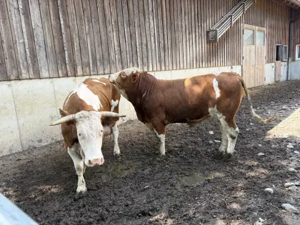 Fleckvieh-Stier
