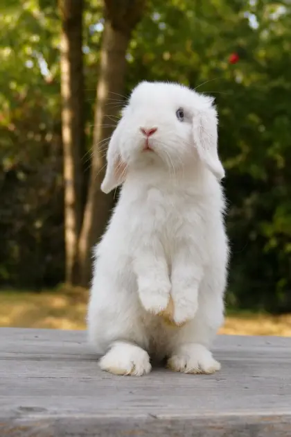 15 Wochen altes Mini Lop Kerlchen