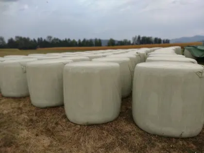 Verkaufe Bio-Maissilageballen