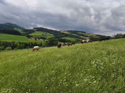 Aufzuchtplätze für Stuten