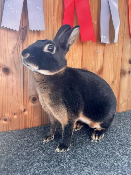 Zwergkaninchen, Zwerg Rex