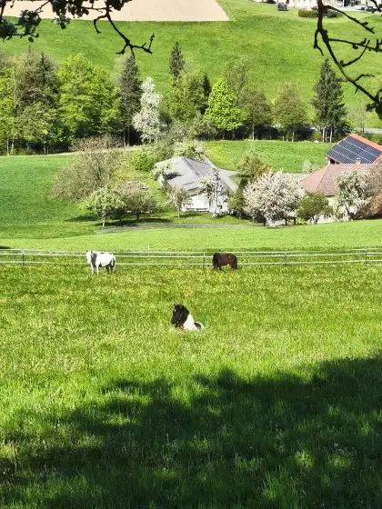 Hengstaufzuchtsplätze