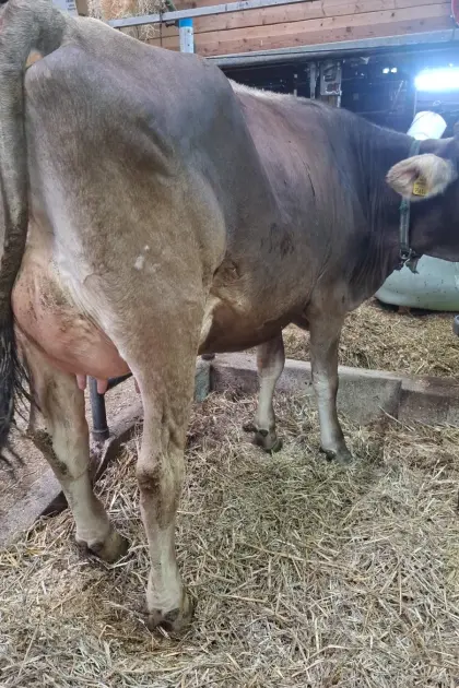 Verkaufe Brown Swiss Jungkuh