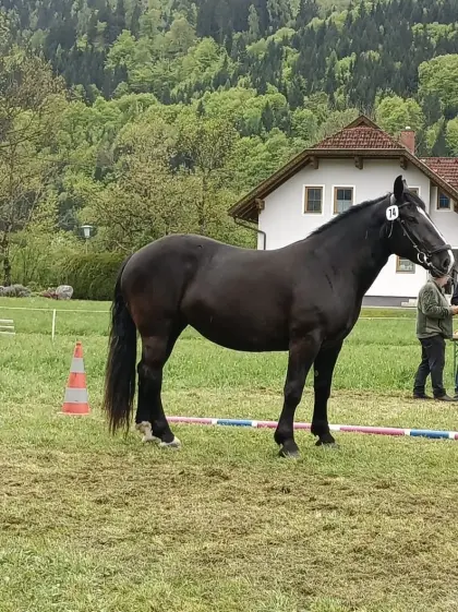 „Sally“ sucht ein neues, liebevolles Zuhause