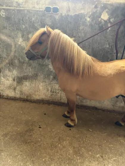 Minishetty-Hengste