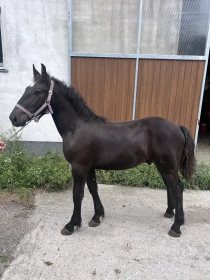 Fabius Elmar XVII, Noriker Hengst