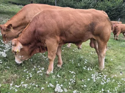 Limousin-Stier
