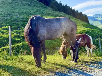 Verkaufe meine 3-jährige Mohrenkopf-Stute LEANDRA