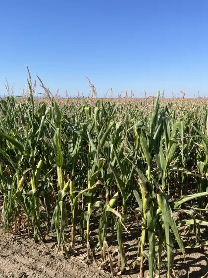 20 ha Mais ab Feld in 3464 Seitzersdorf-W