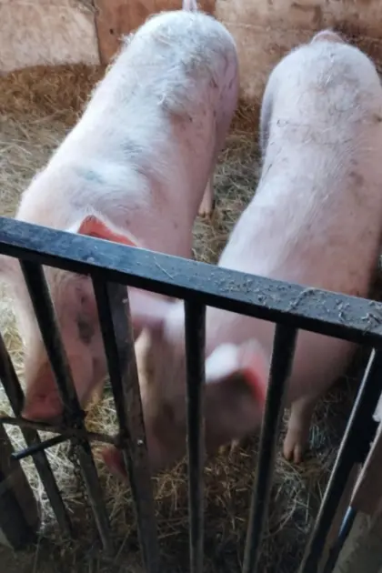 Schwein