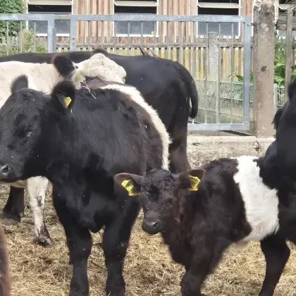 Galloway-Rinder, Mutterkuh, Bulle, Bio