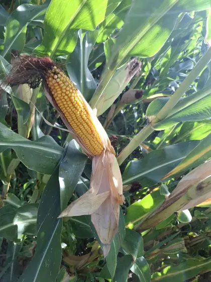 Silomais ab Feld