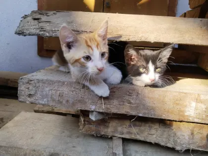 Katzenbabys