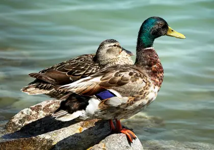 Stockenten, Wildenten