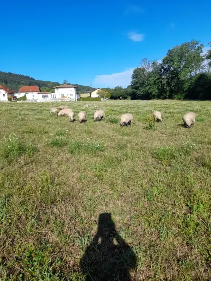 Shropshire-Schafe zu verkaufen, Herdenauflösung