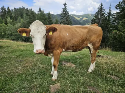 Trächtige Bio-Kalbin zu verkaufen