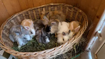 Löwenkopf-Zwergkaninchen in allen Farben zu verkaufen