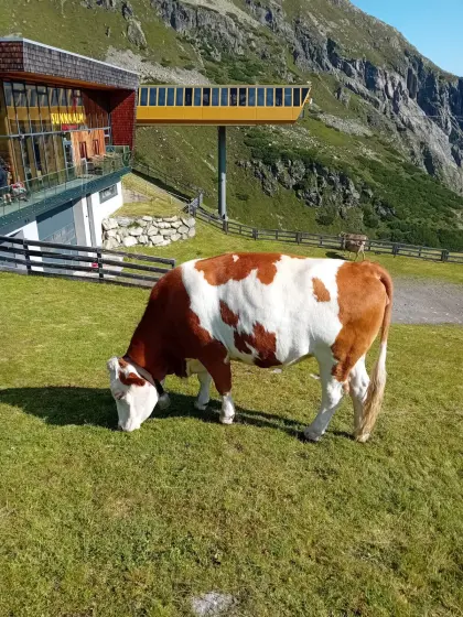 Verkaufe schöne Fleckviehkalbin