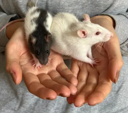 Süße Rattenjungs