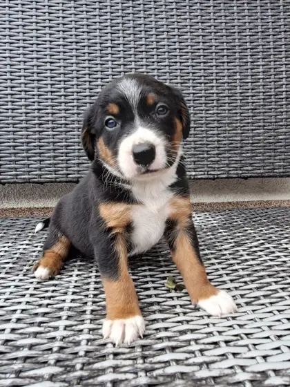 Appenzeller, Border Collie Welpen