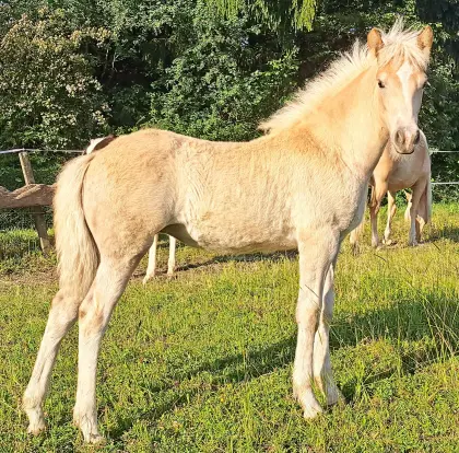 Haflinger Stutfohlen