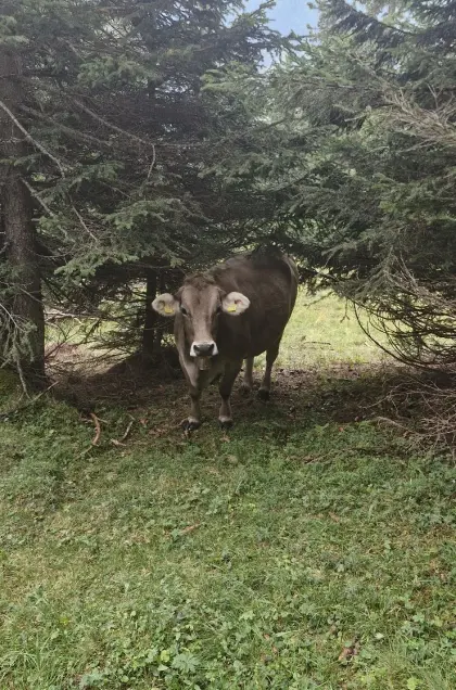 Original Braunvieh