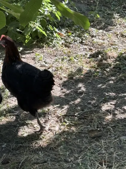 Marans Schwarz-Kupfer 2026