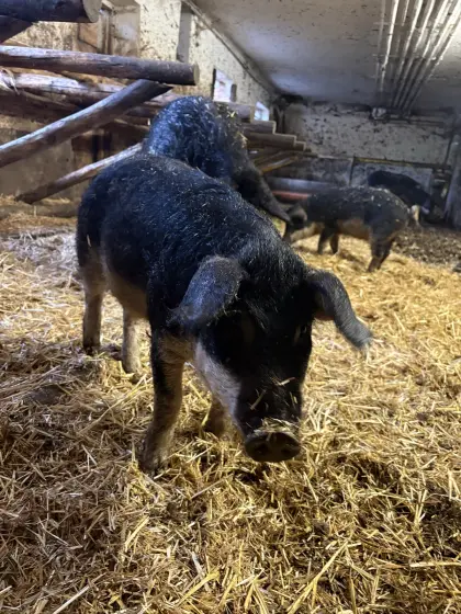 Mangalitza