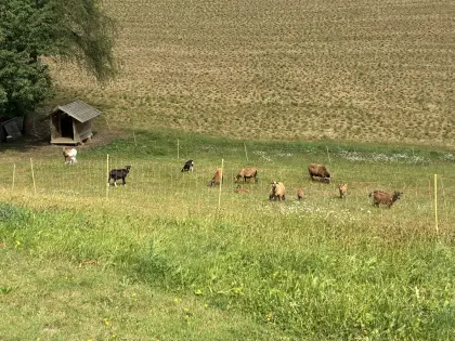 Kamerunschafe