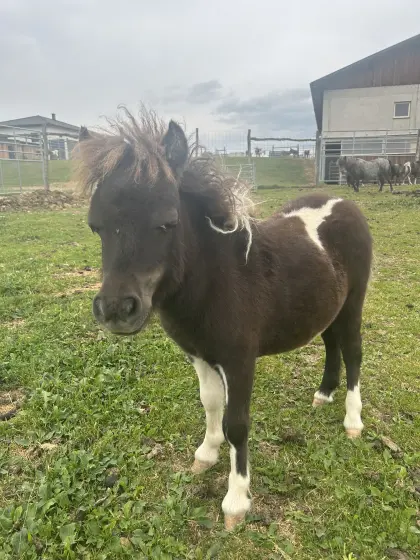 Pony, Minishetty, Shetty