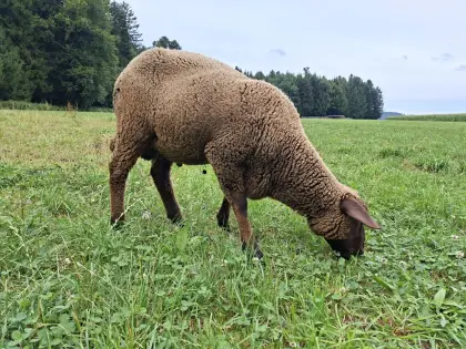 Jura-Bock Schafe