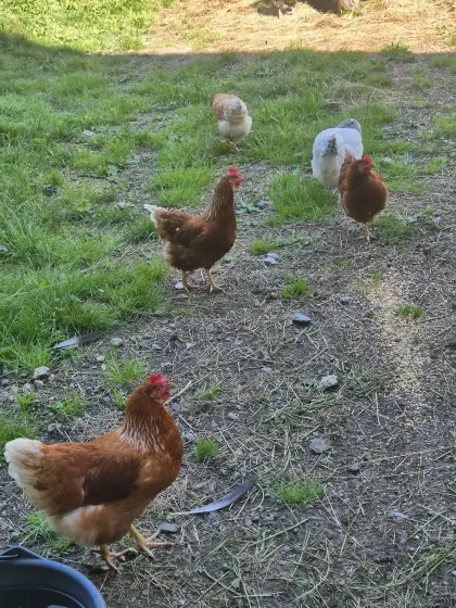 5 Hühner mit Gockel zu verkaufen