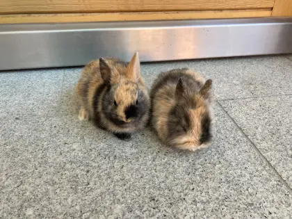Zwergkaninchen