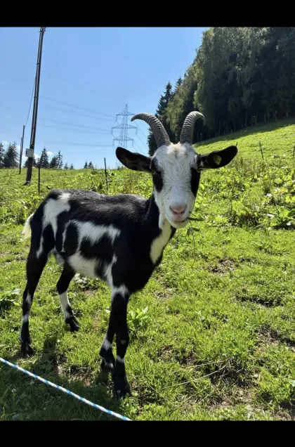 Tauernschecken-Ziegen