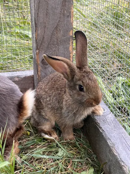 Hasen