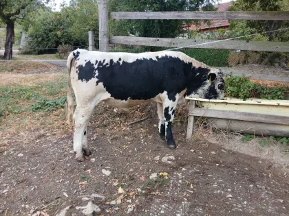 Pustertaler Sprinzen Stier