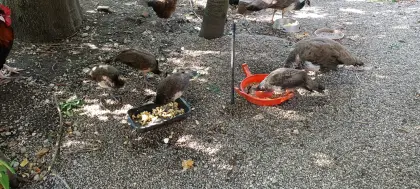 Pfauen-Jungvogel