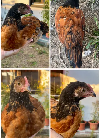 Mix-Hahn, Marans, Hahn, Huhn, Henne, Küken