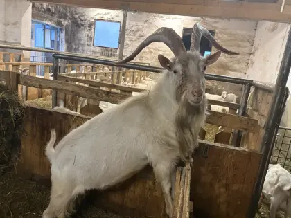 Ziegenbock