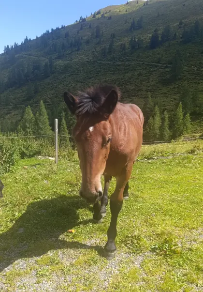 Edles Noriker Stutfohlen Elsa, geboren am 18.03.2026