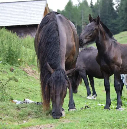 Wilderer Norikerhengstfohlen, der ideale Partner, Wilderer Nero