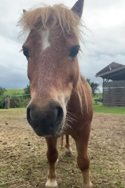 Mini-Shetty