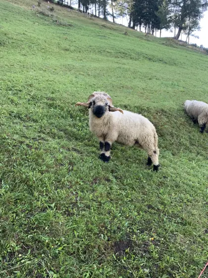 Walliser Schwarznasen-Widder