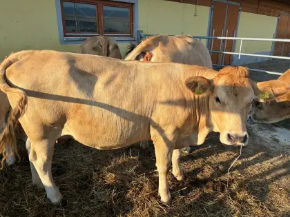Bio-Kuh mit Kalb 2.100
