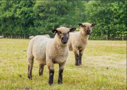 Shropshire Böcke