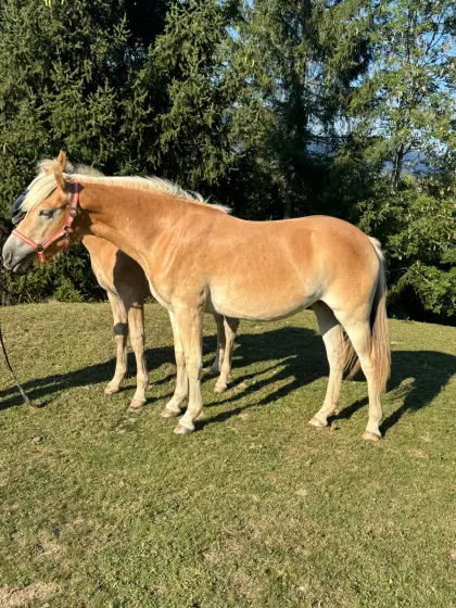 Tilly, Haflinger-Stute