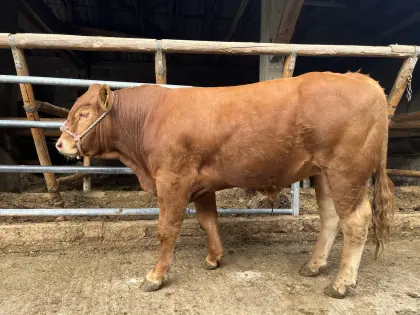 Bio-Limousin-Zuchtstier, genetisch hornlos