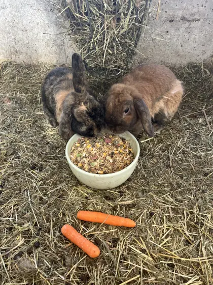 Zwergkaninchen